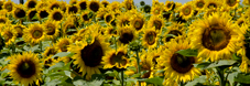 Slne�nice / Sunflower