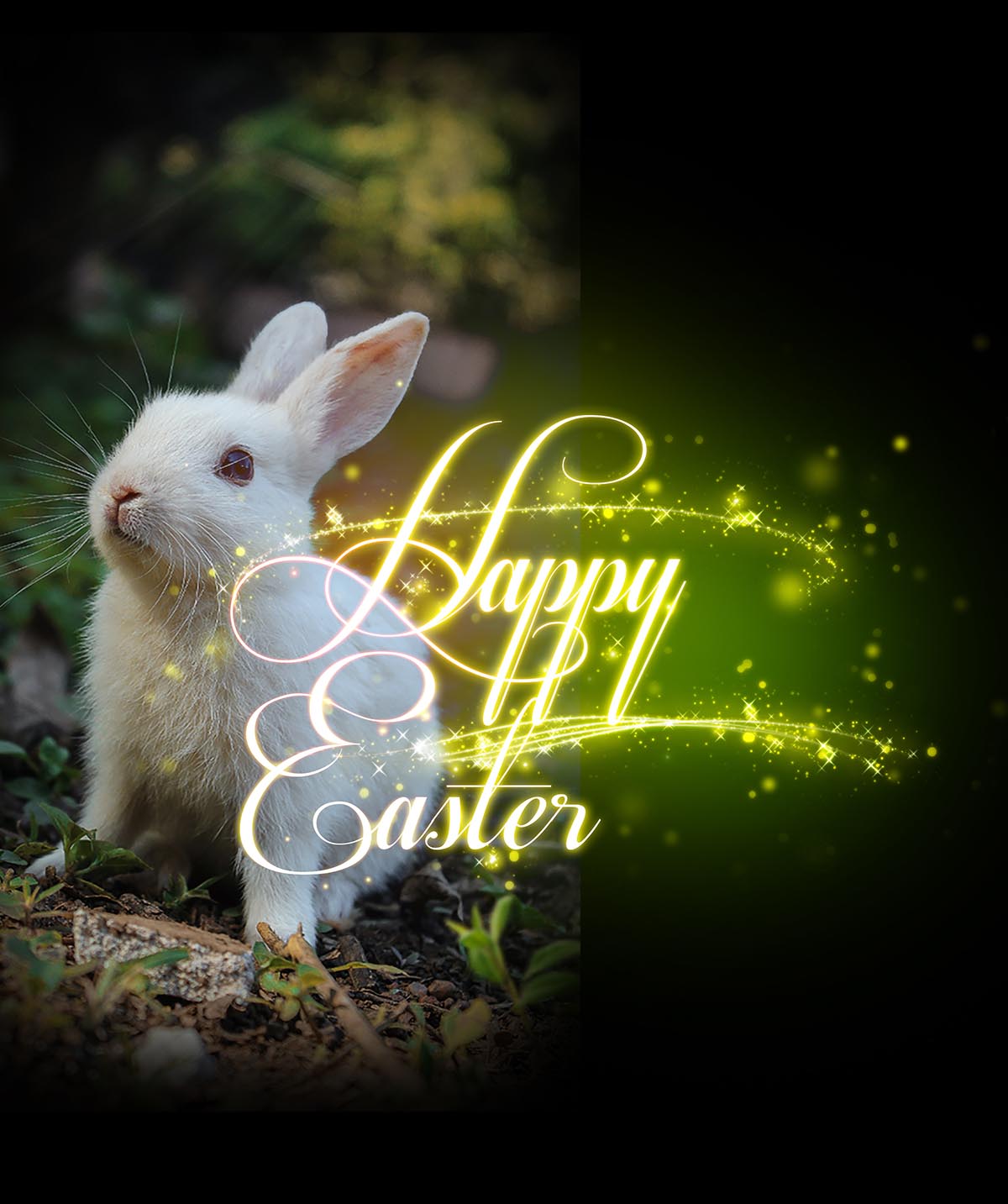 Cute Happy Easter Bunny Cute Happy Easter Bunny